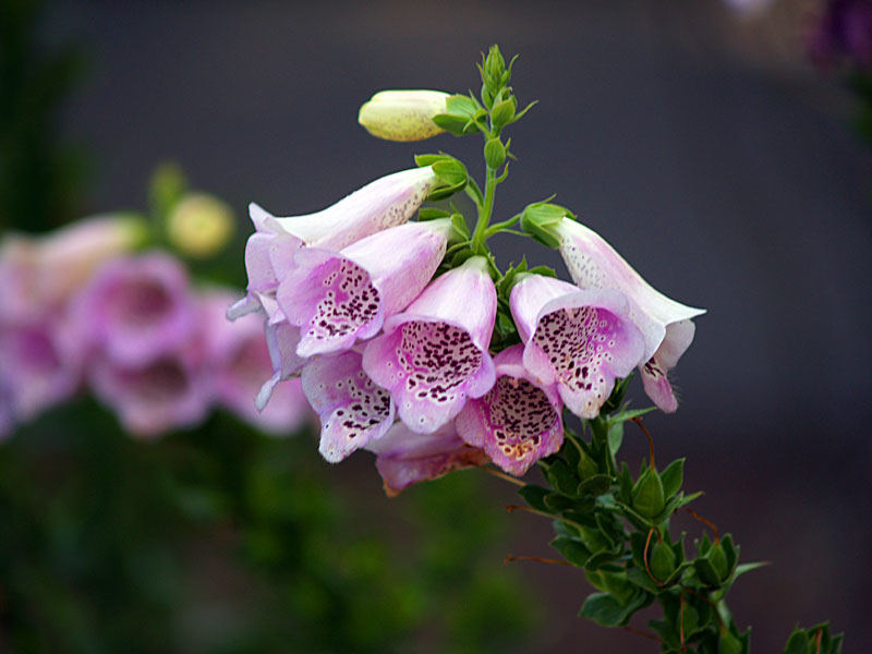 Foxglove