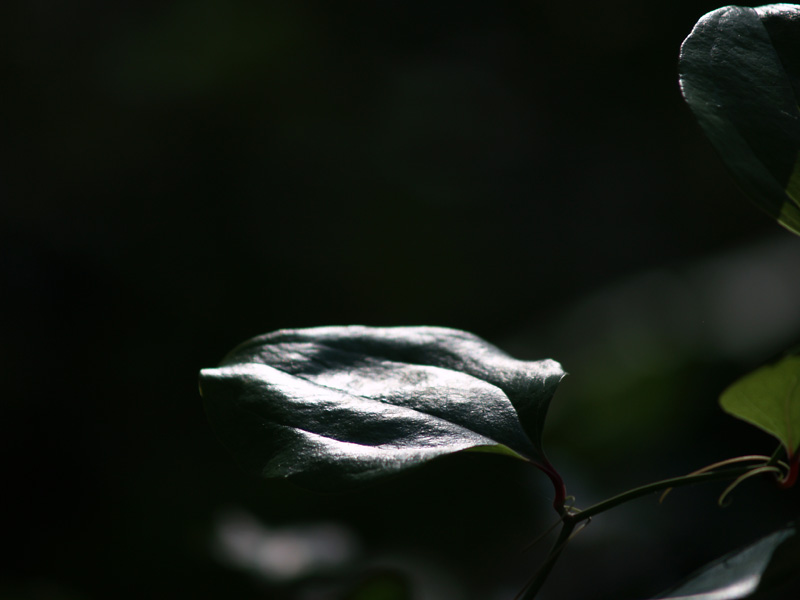 Leaf and Light