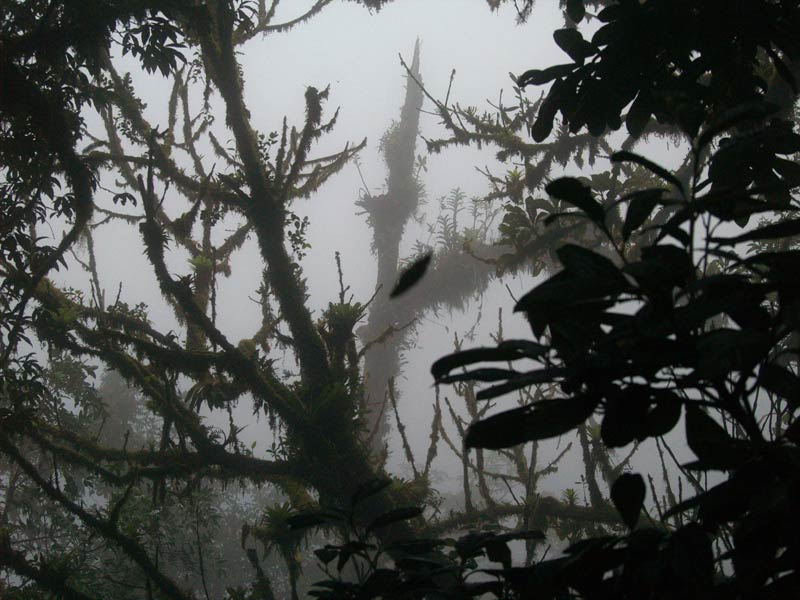 Branches in Mist